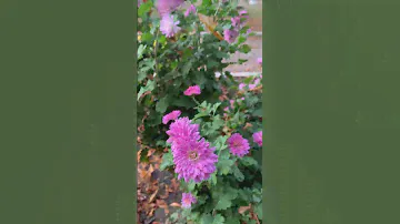 Мои цветы 🌺 #туристы #турист #travel #туризм #nature #путешественник
